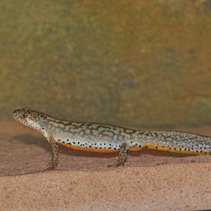 newt2   Copy