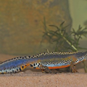newt4   Copy