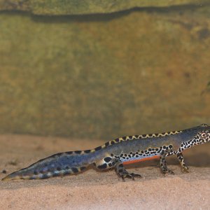 newt6   Copy