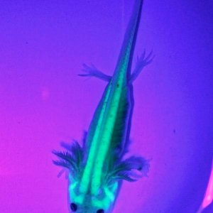 GFP Leucy