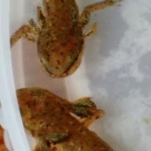 The 2 biggest salamanders in the bunch chillin.