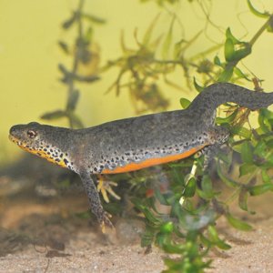 Alpine Newt, female egg laying   Copy   Copy