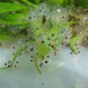 eggs
