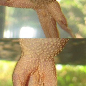 Finknottle cloaca