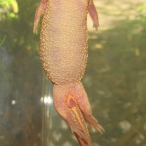 Gussy cloaca