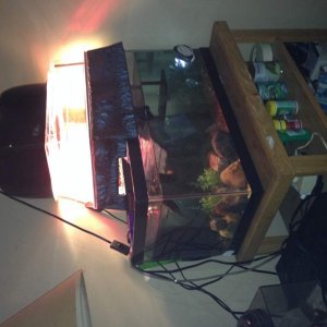 First Turtle tank for Helmet. Going to a 55 gallon next.