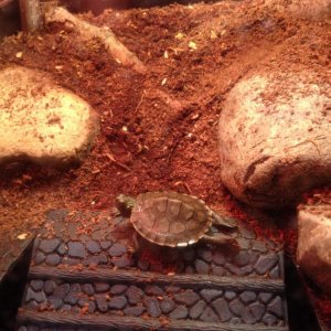 Helmet basking today 7/5/15