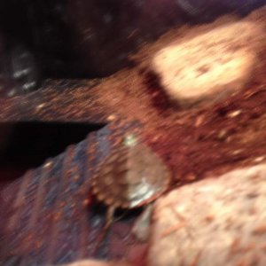 Helmet basking today 7/5/15