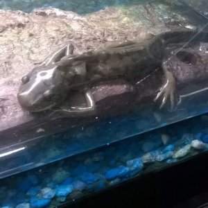 When I first brought him home. He was skin and bones, in the wrong type of habitat.