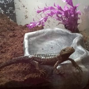He is getting used to his new home. He is also gtting a little meat on his bones.