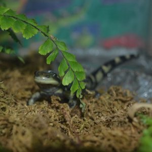 Olivia under frond