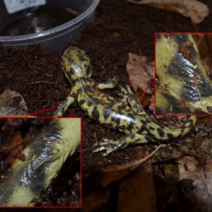 Salamander found inside Shaw Pipe, close-up of odd wrinkles.  Sept 15, 2015