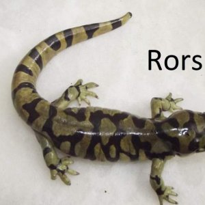 Rorschach, male