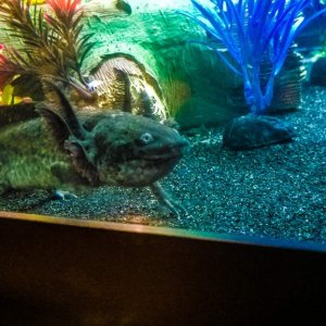 AdobePhotoshopExpress 7aa913d36ae444d4875f632c865efd20