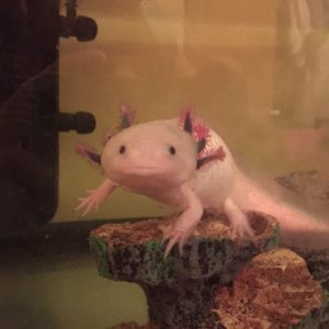Girlfriends Axolotl