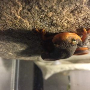 I have no idea why this is upside down