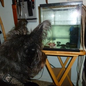 Our dog had an obsession with Stormfly.