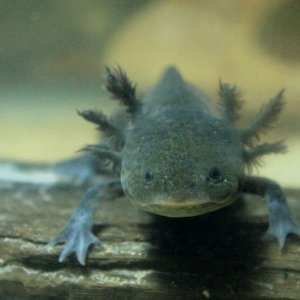 Female Wild-Type: Emma Darwin