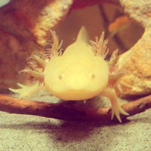 Male Albino: Charles Darwin