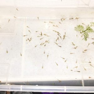 This is ALL of them (besides the 100 or so eggs I have...) I'm going to have my hands full...