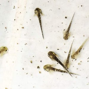 A couple of Wild looking types with some lighter Axi's - I'm unsure what colours these will be just yet...