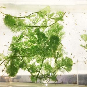 Current housing - I'm going to split them up into two containers soon as this ones getting a little crowded...