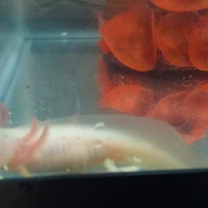 When Lychee was itty bitty