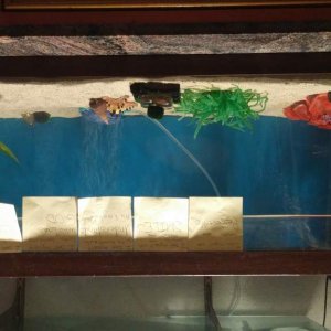 no I don't have magic that keeps my tank upside down.