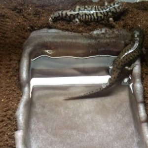 Won't stay clean for long but soak dish is better buried.