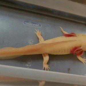 I can't believe how big she's gotten, she's 9 inches long and she's 8 months.