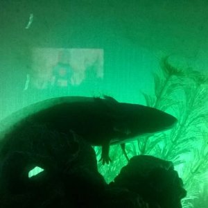What lurks below