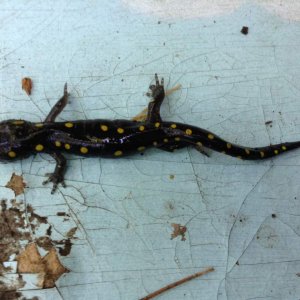 Spotted salamander, juvinile.