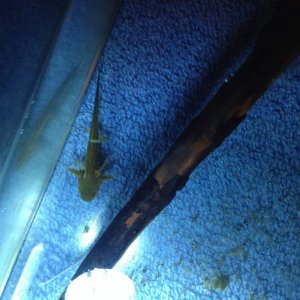 Larval slinky salamander