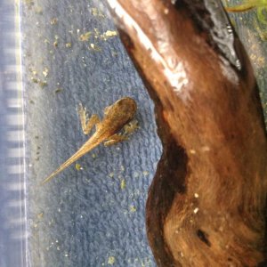 Tadpole-froglet spent peeper