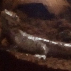 My Ambystoma Melanostictum begging and a rare moment where the A. Mavortium buries himself. He is usually topside cruzing around. Can you see him?