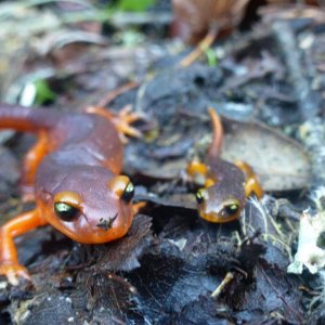 Juvenile Ensatina and Adult