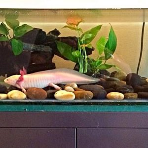 Ponyo, in his old tank