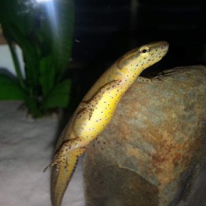 He might be blind after that flash