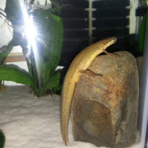 Male louisianensis newt