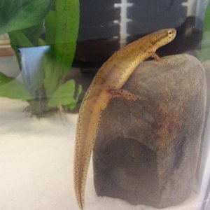 My male louisianensis newt