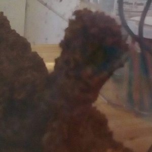 Dirt Afro #1