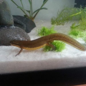 The ug at the and of her tail will be floating if she tries putting another egg in their. She has ripped 4 out of their already putting her eggs in th