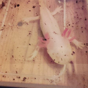 First live worms- loved them