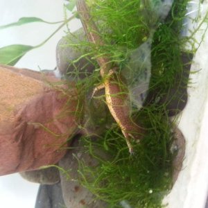She ripped out all the ug. Now she likes the Java moss. I thought she was sick or dead at first. She was completely upside-down. But she was just tryi