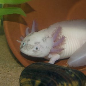 sarif in his pot