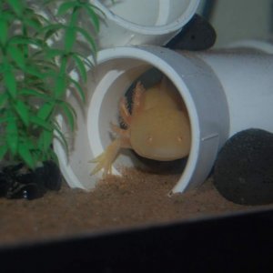 helios in one of the tubes