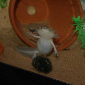 sarif posing on a marimo