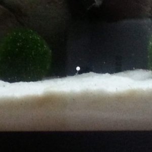 They have been mating since at least mid November. It is march 20th today.