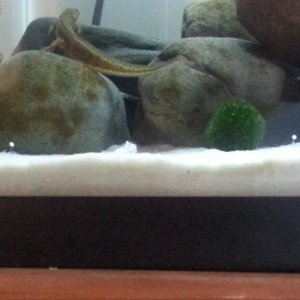 I don't think my two newts will ever stop. But what a lucky guy.