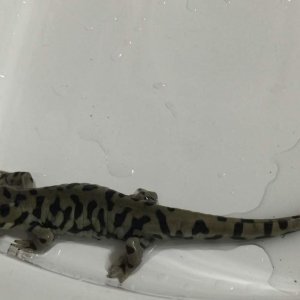 Smudge all clean